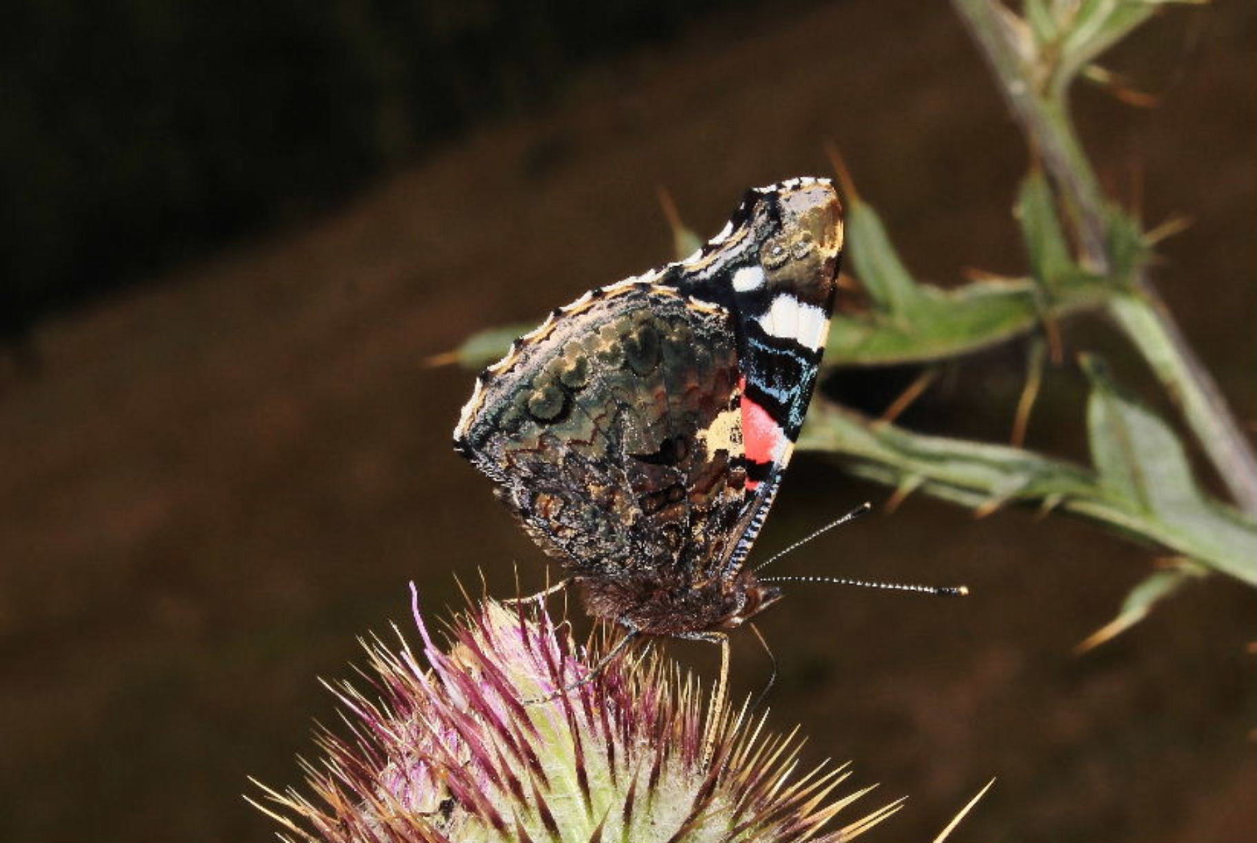 Vanessa atalanta?? S